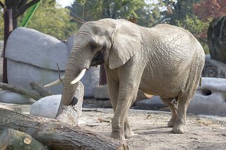 L'éléphant Tusker était devenu célèbre via les réseaux sociaux (image d'illustration).